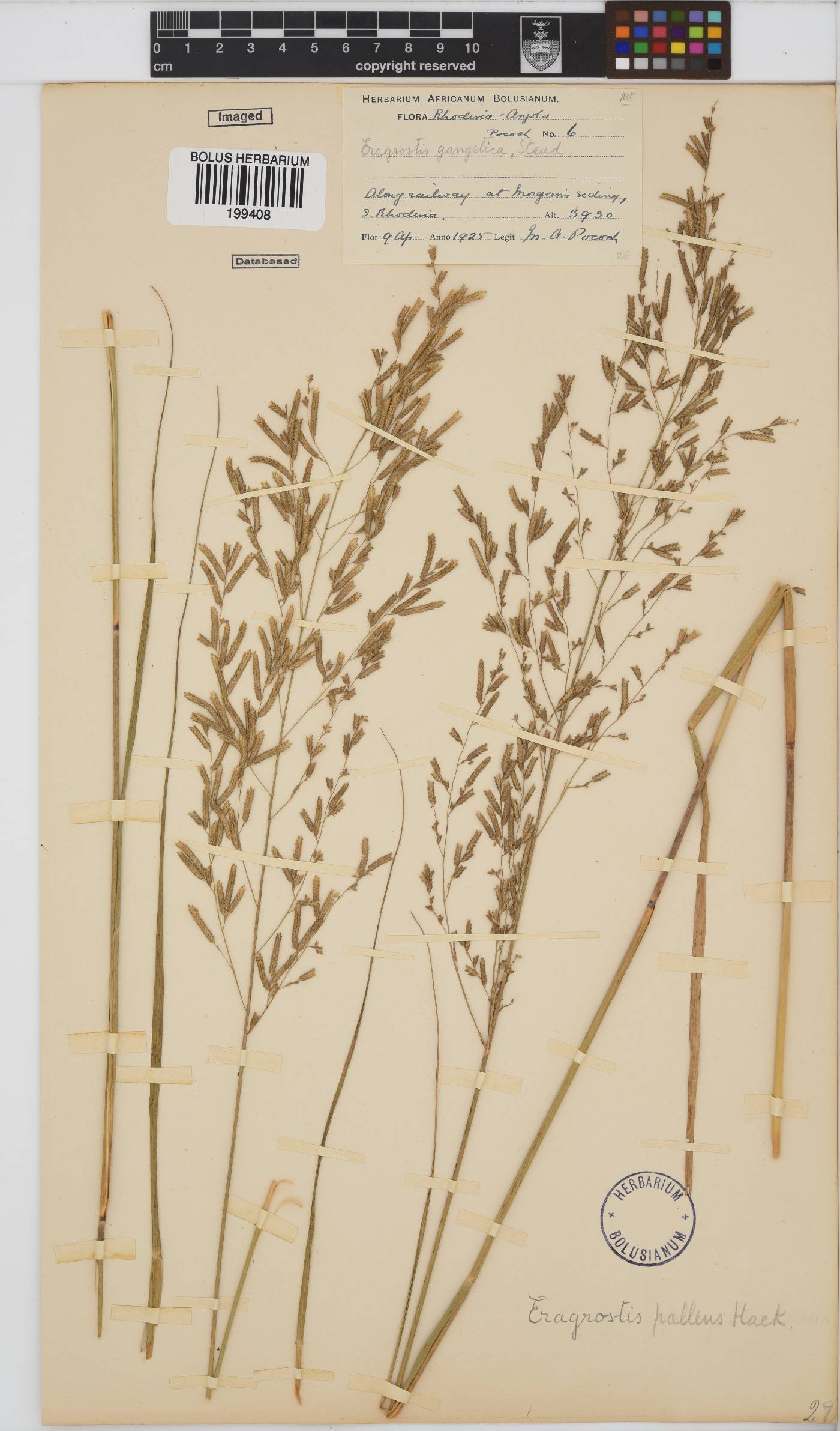 Eragrostis pallens image