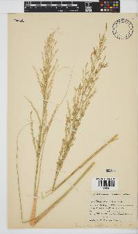 Eragrostis pallens image