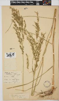 Eragrostis pallens image