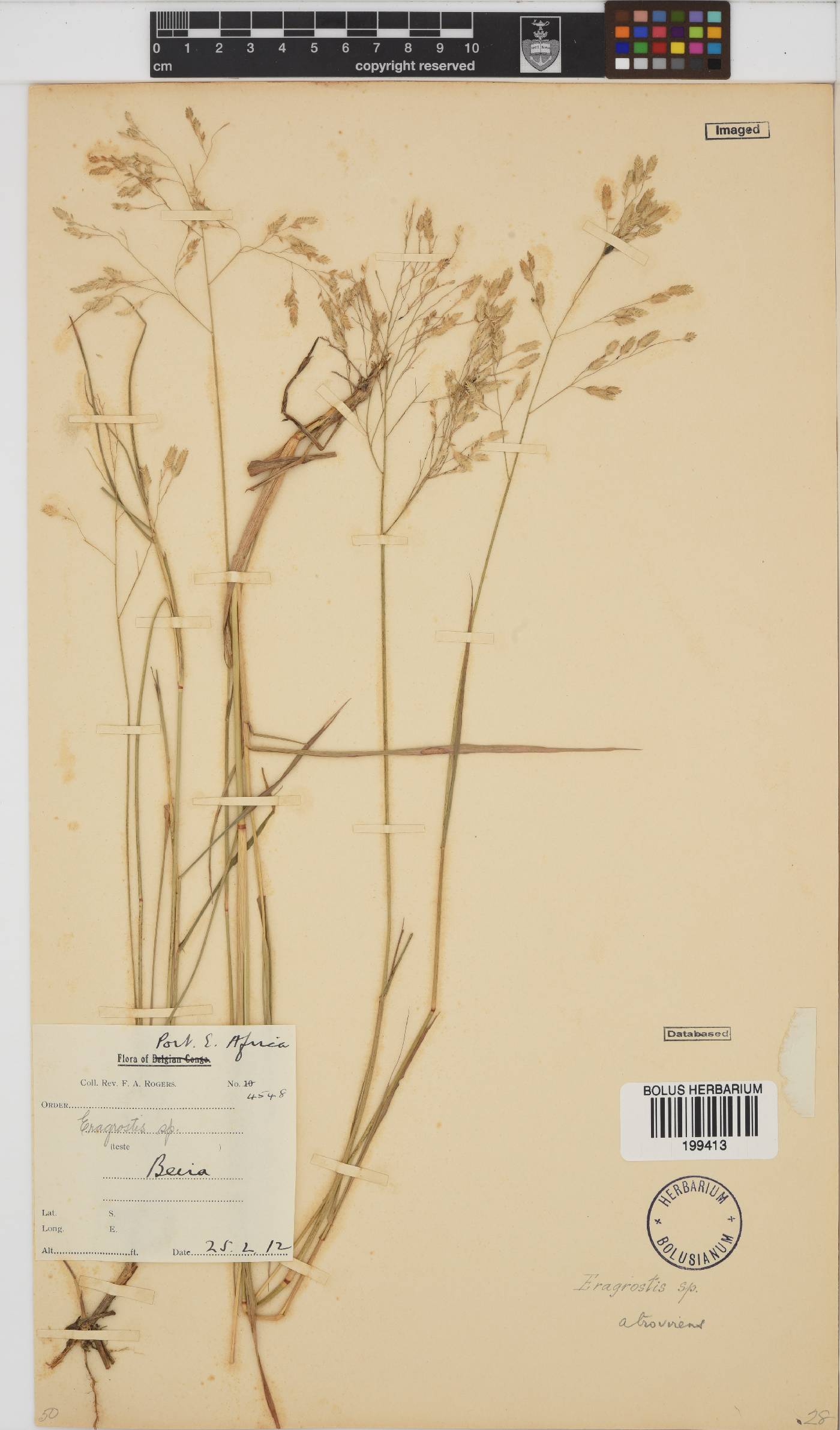 Eragrostis inamoena image