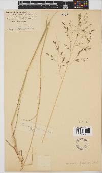 Eragrostis inamoena image