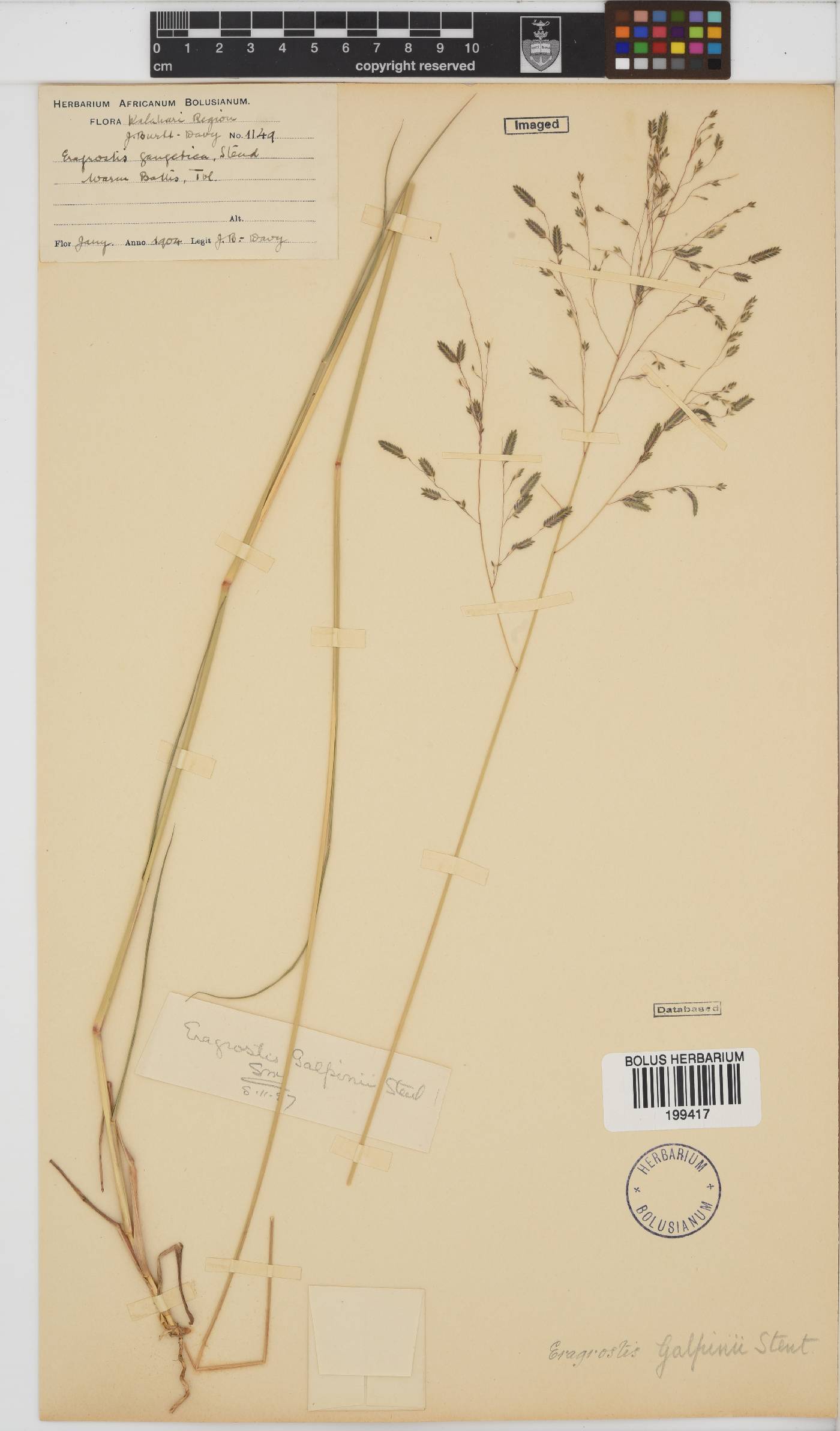 Eragrostis inamoena image