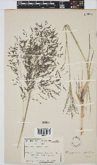 Eragrostis inamoena image