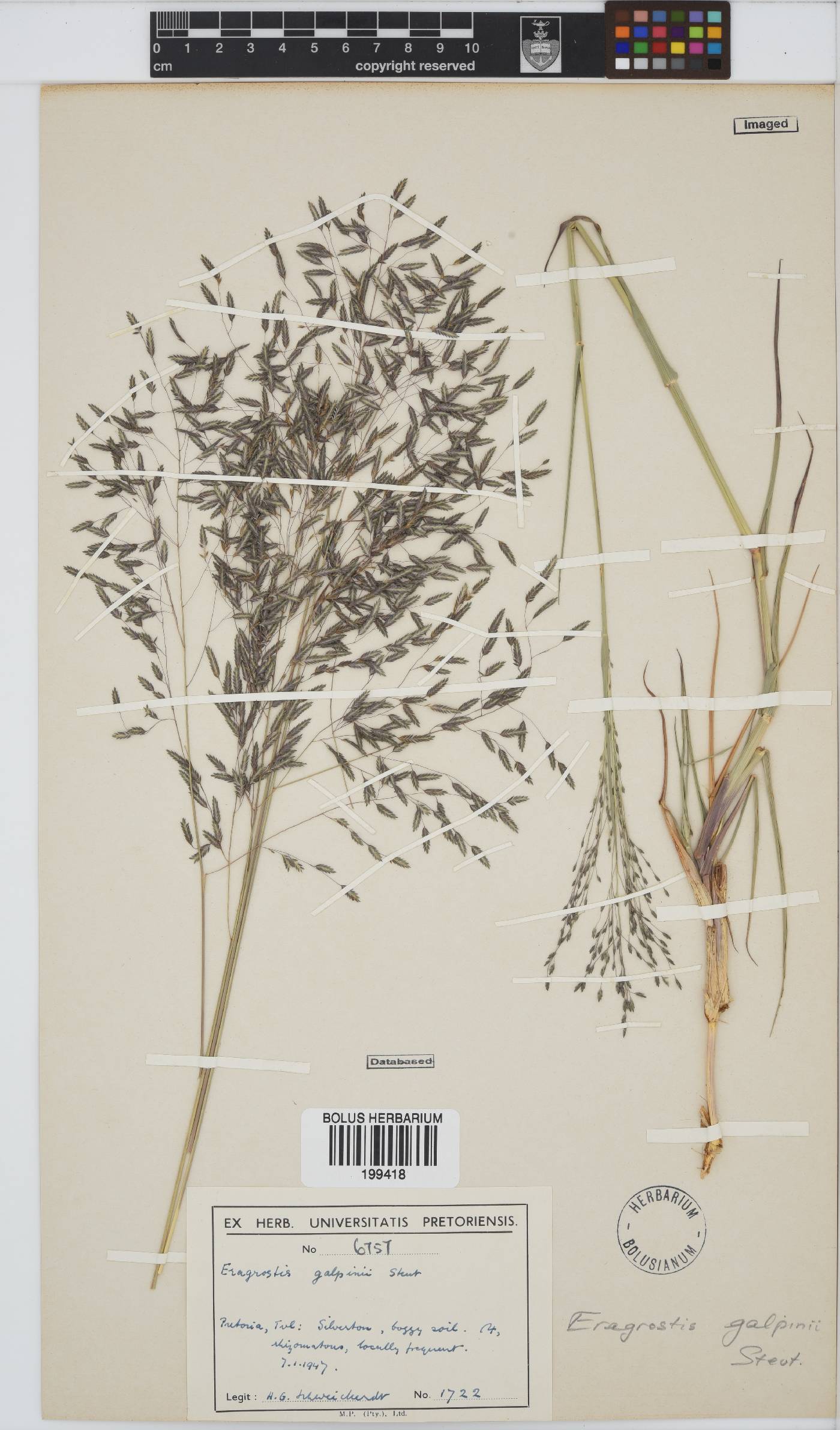 Eragrostis inamoena image