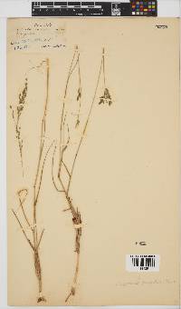 Eragrostis inamoena image