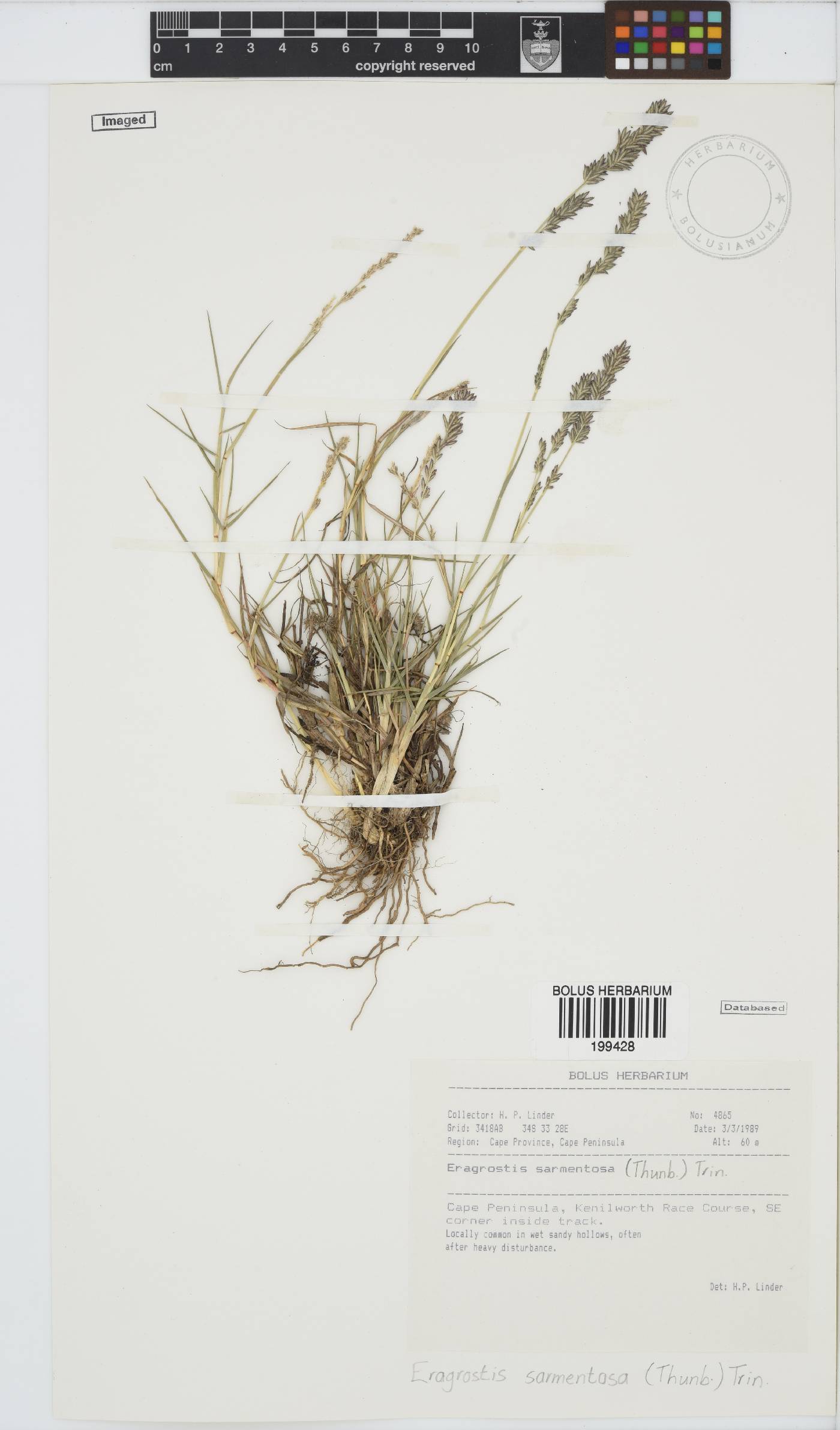 Eragrostis sarmentosa image