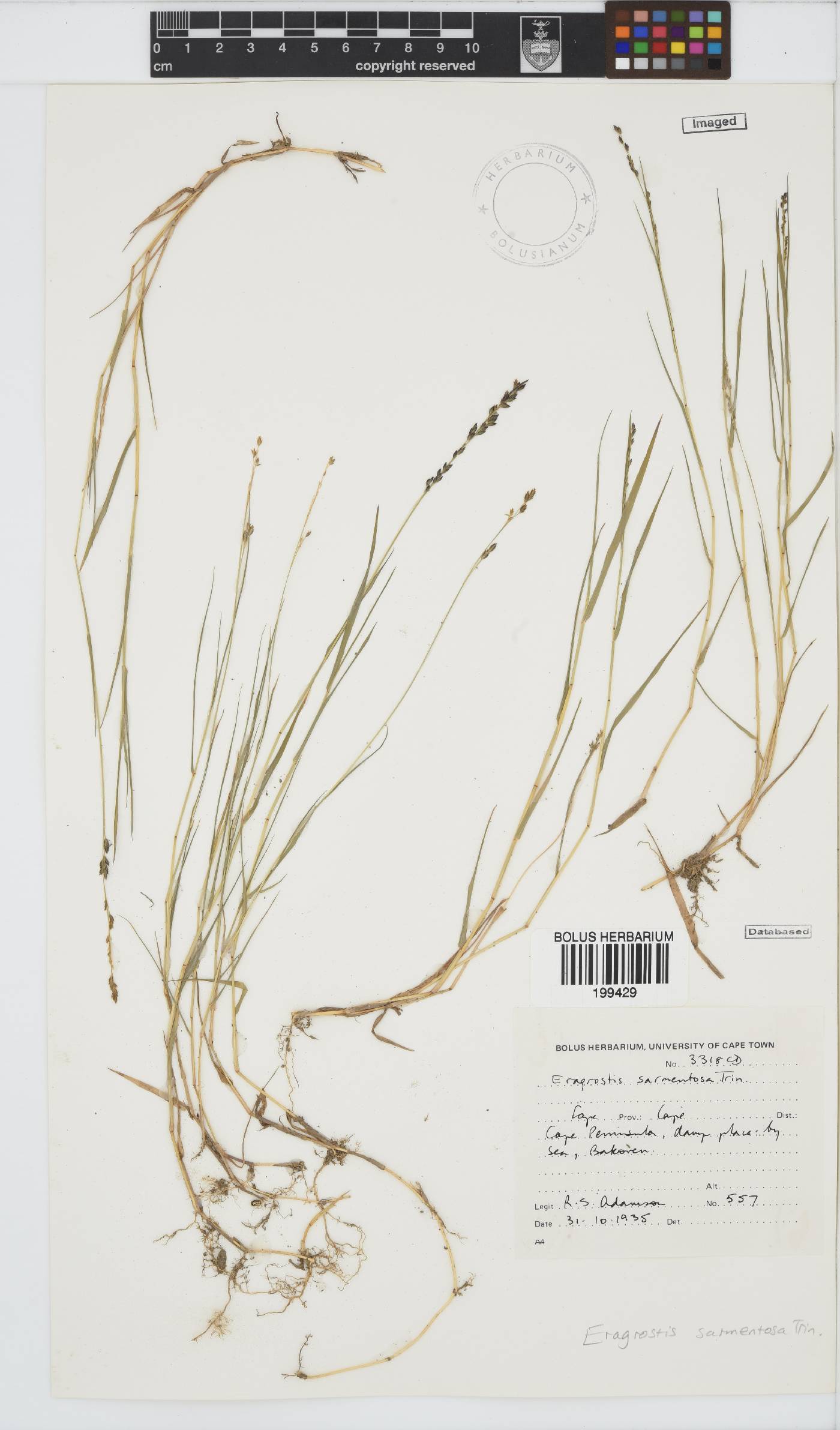 Eragrostis sarmentosa image