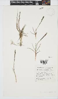 Eragrostis sarmentosa image