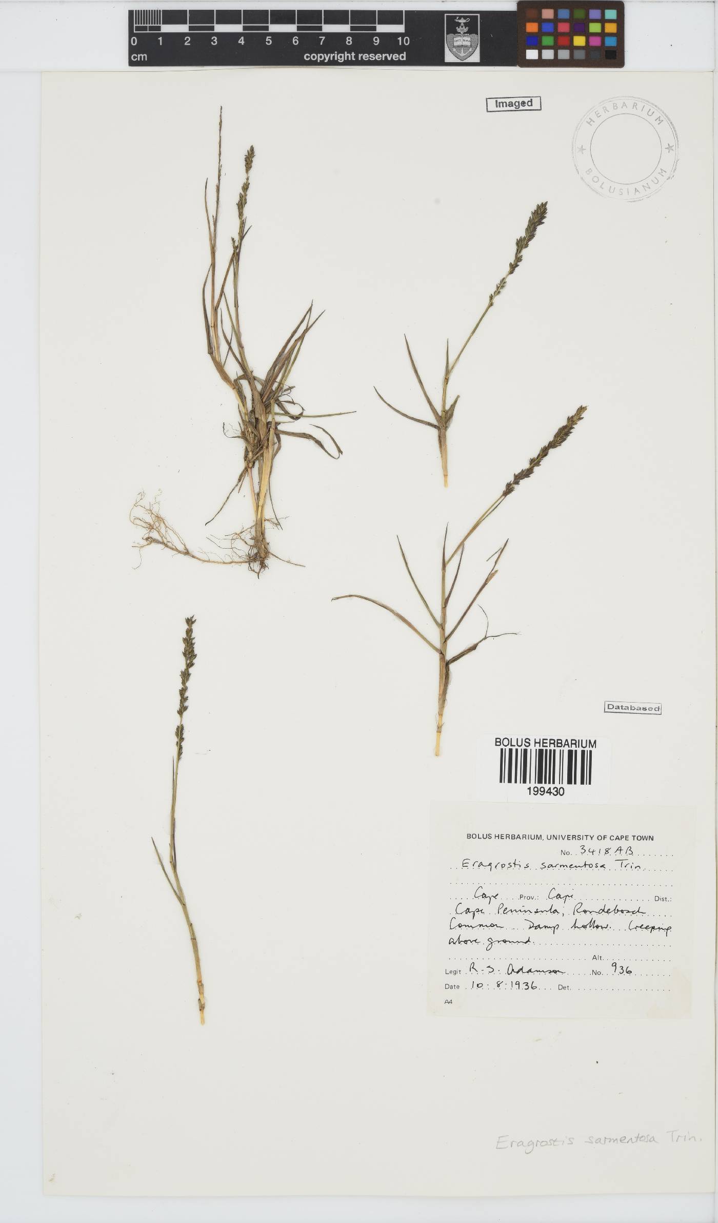 Eragrostis sarmentosa image