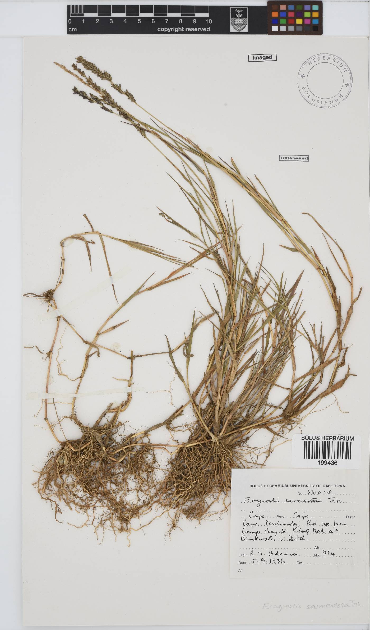 Eragrostis sarmentosa image