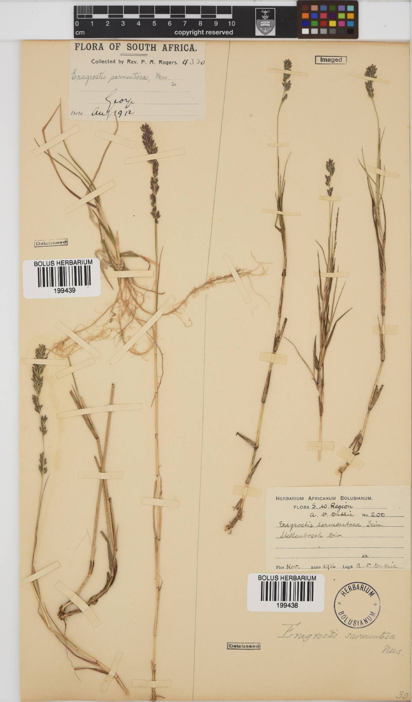Eragrostis sarmentosa image