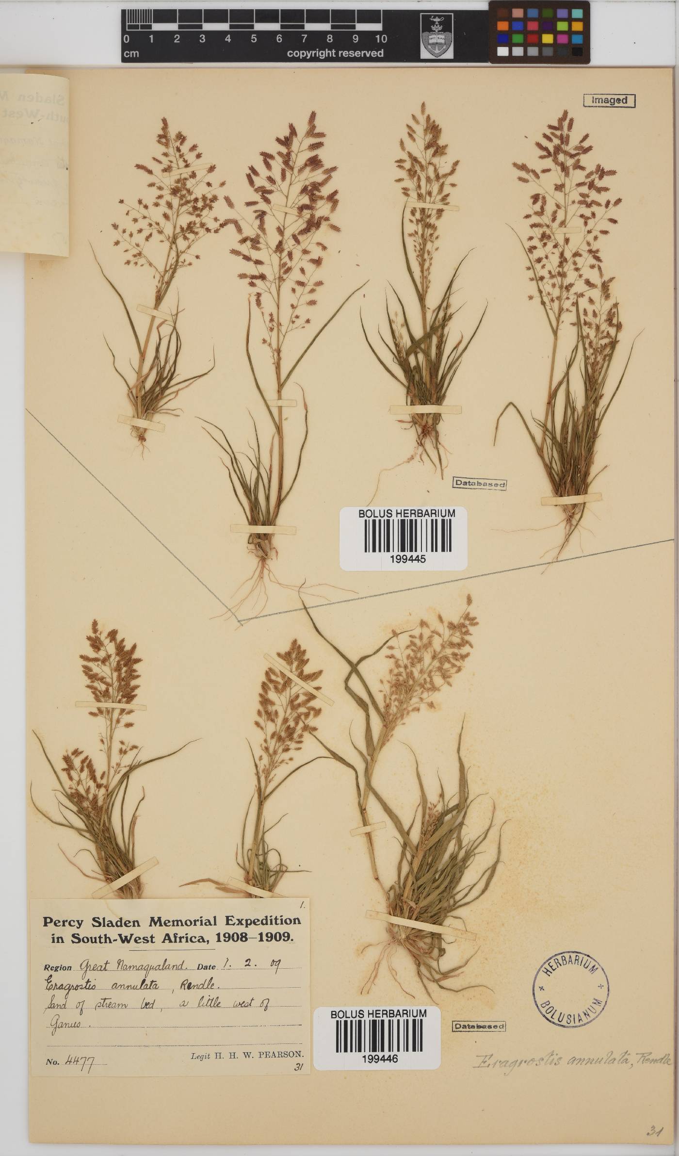 Eragrostis annulata image