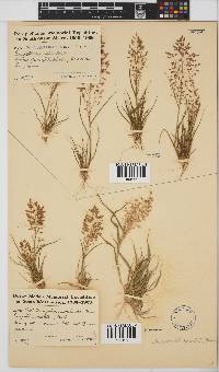 Eragrostis annulata image