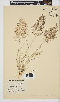 Eragrostis annulata image