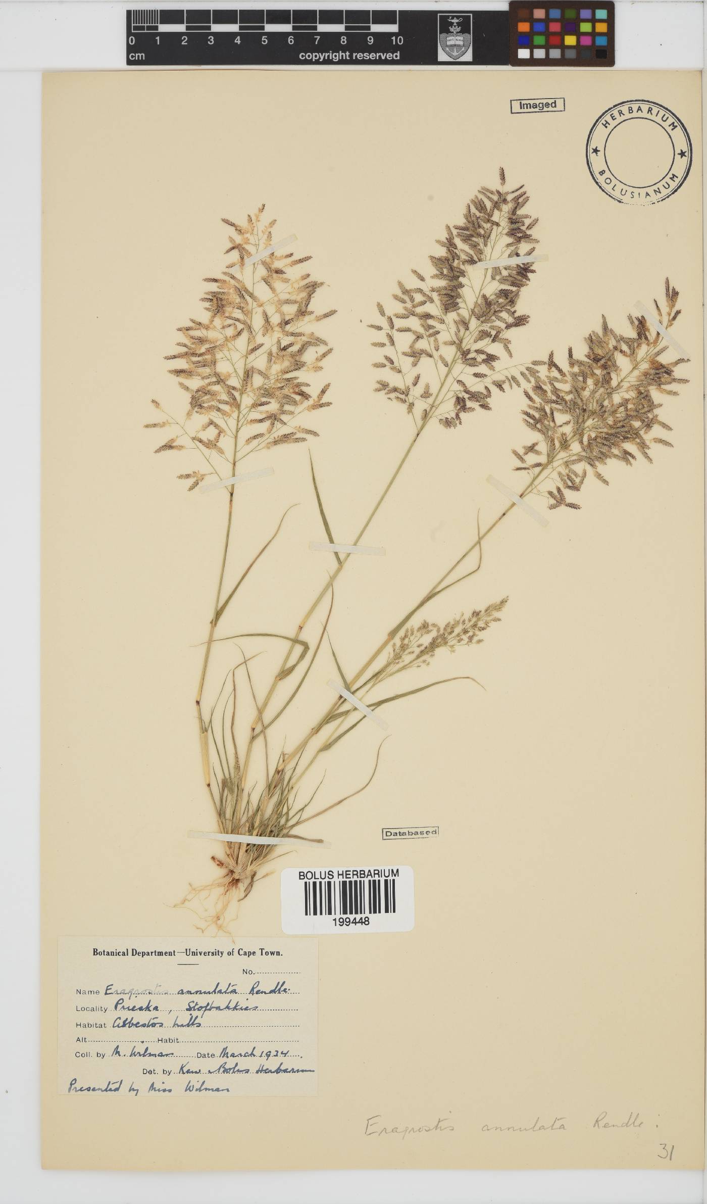 Eragrostis annulata image