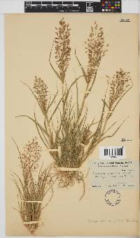 Eragrostis annulata image