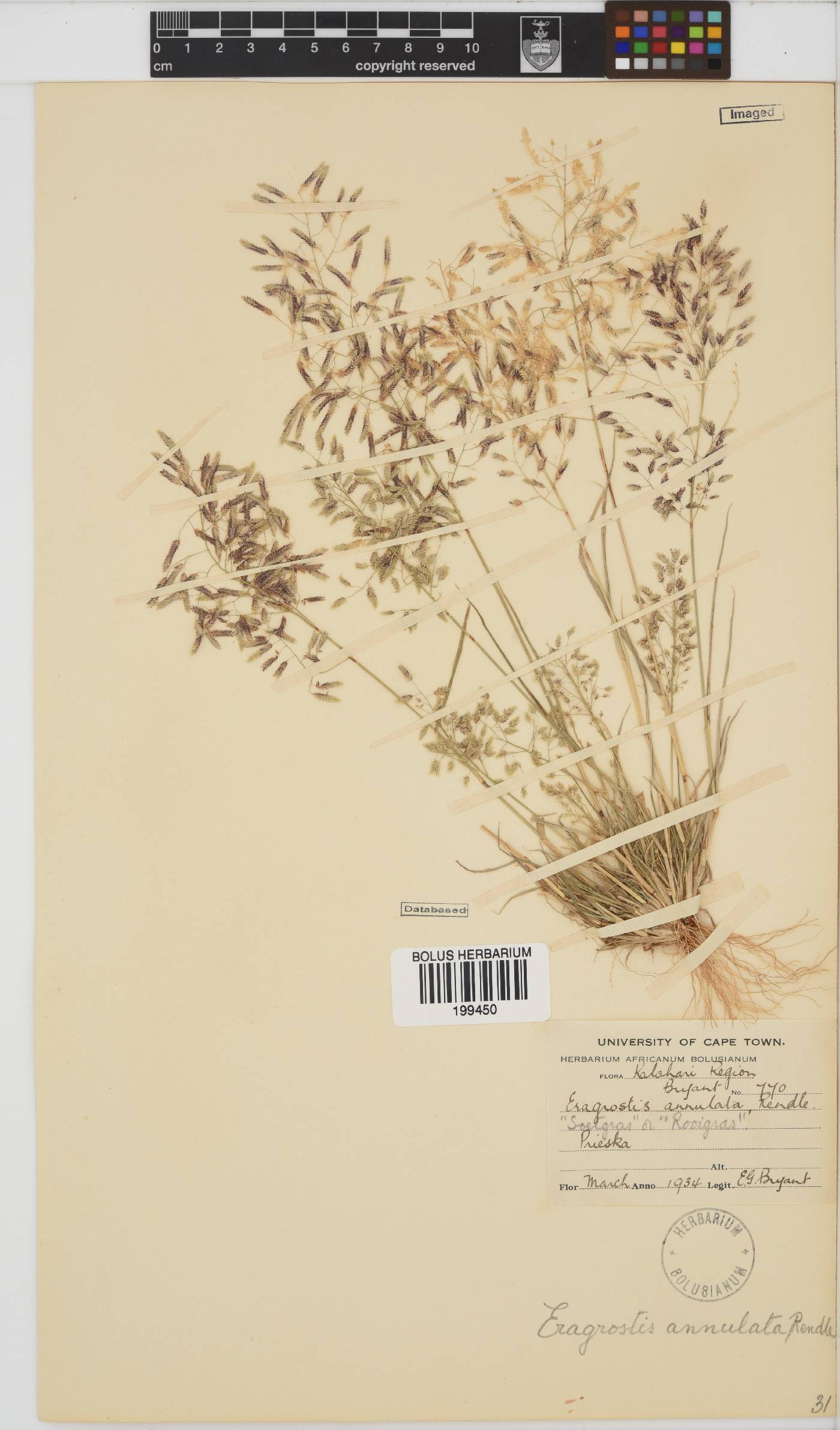 Eragrostis annulata image