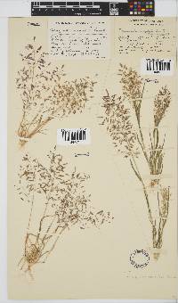 Eragrostis annulata image