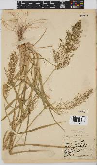 Eragrostis cilianensis image