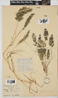 Eragrostis cilianensis image