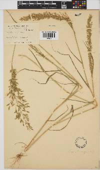 Eragrostis cilianensis image