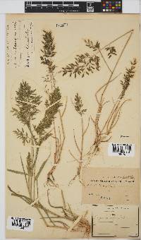 Eragrostis cilianensis image