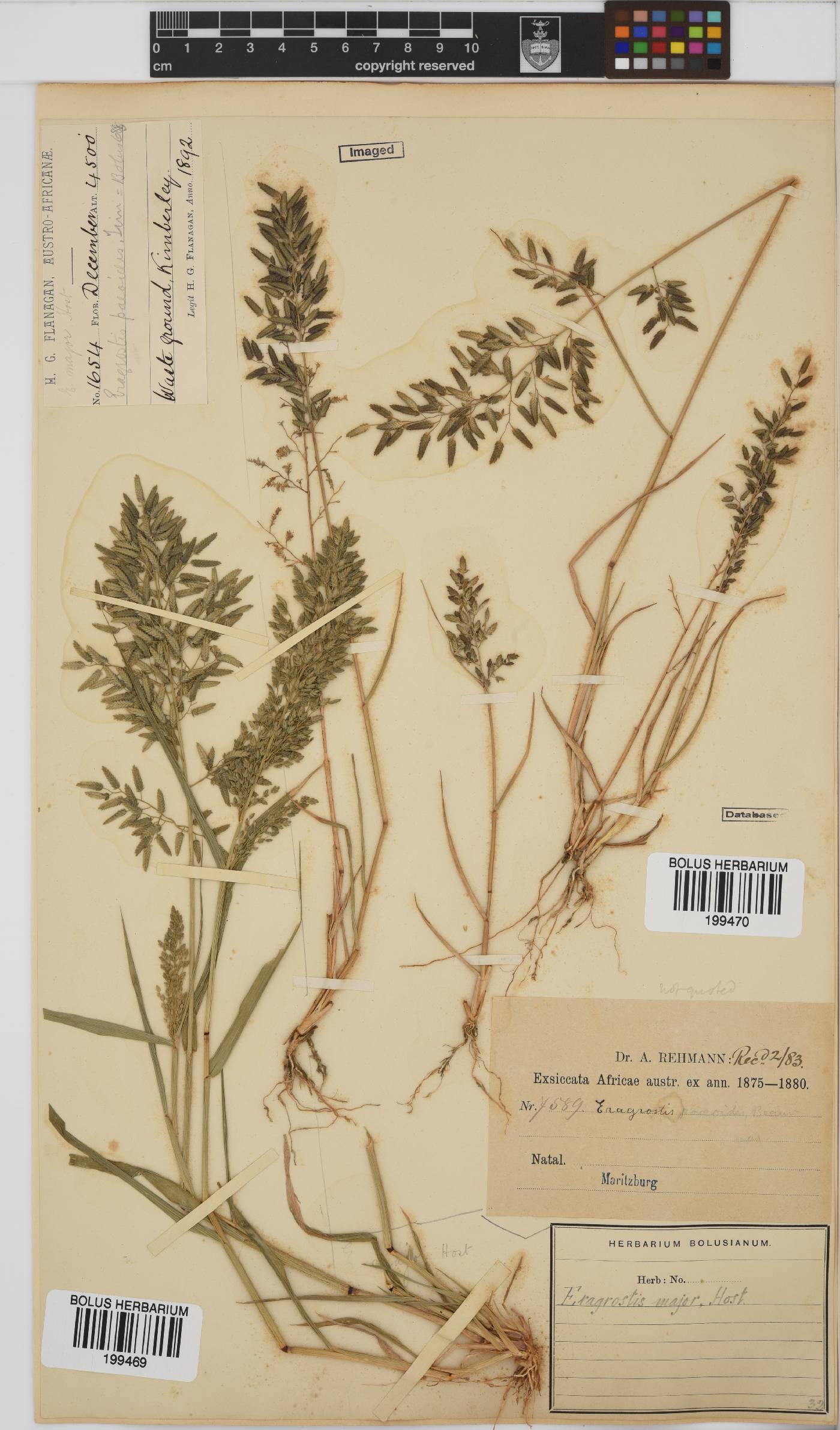 Eragrostis cilianensis image