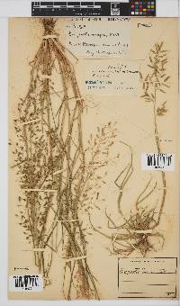 Eragrostis cilianensis image