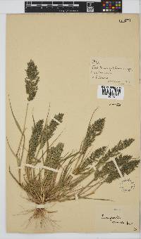 Eragrostis cilianensis image