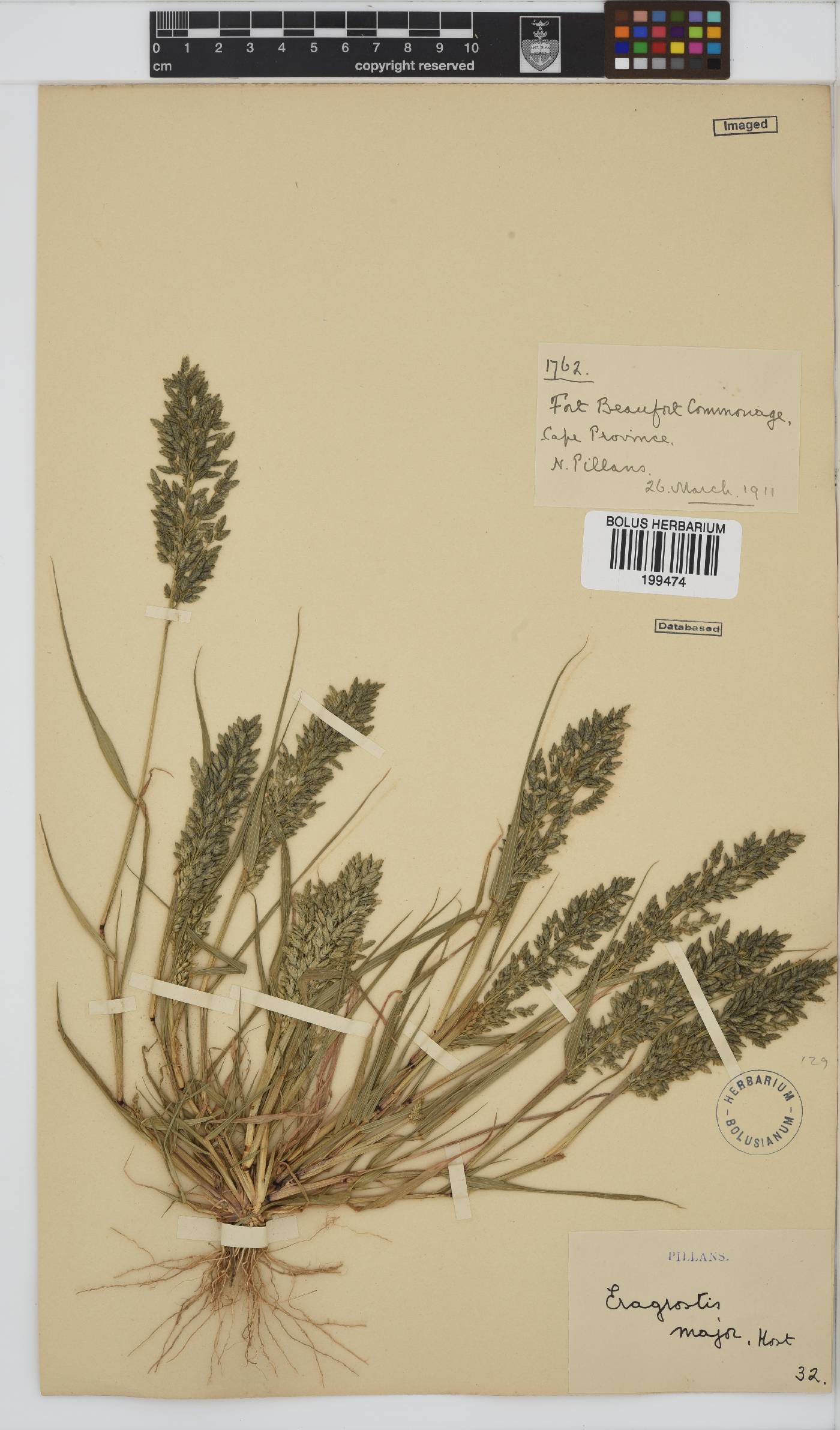 Eragrostis cilianensis image