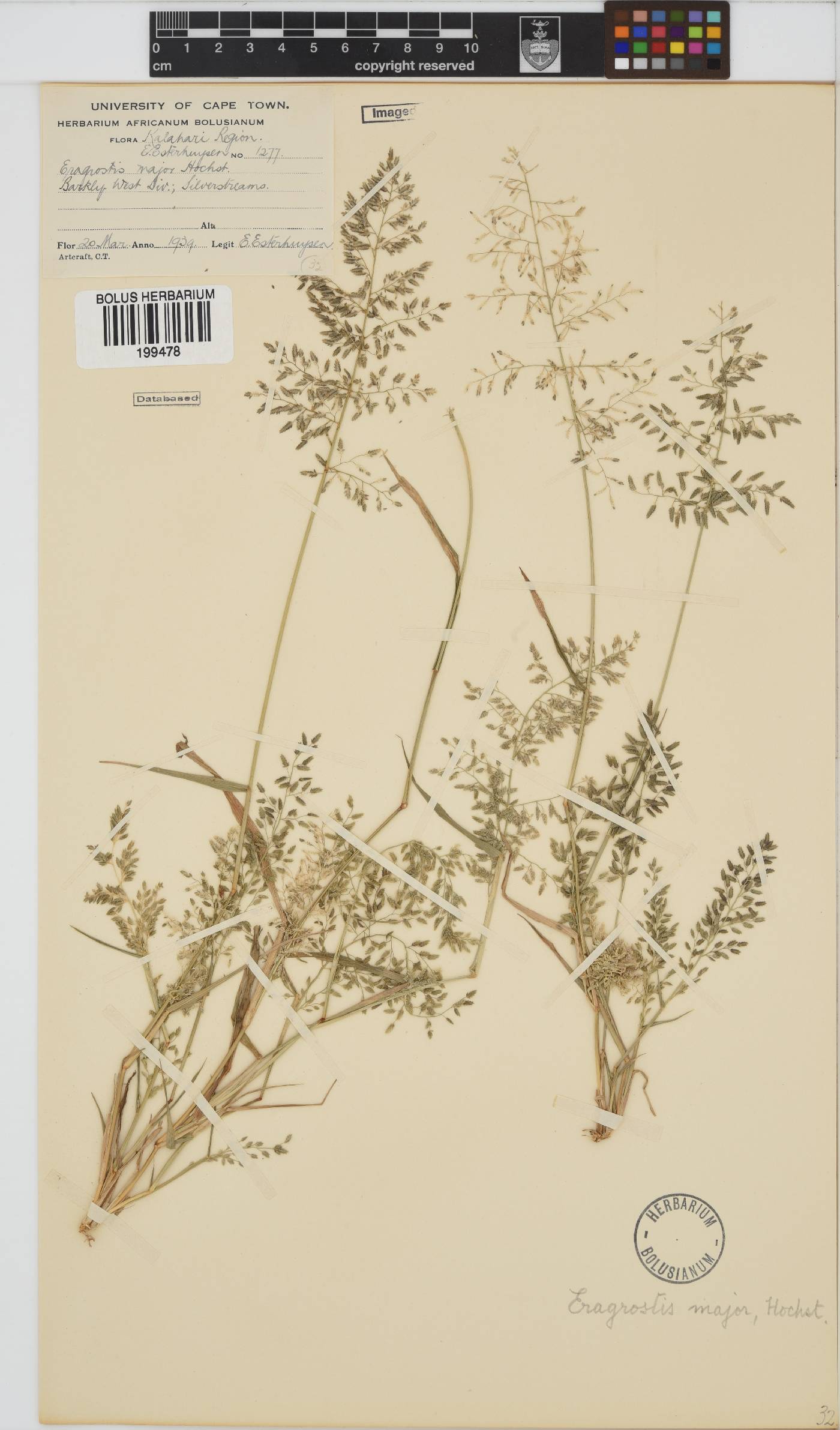 Eragrostis cilianensis image