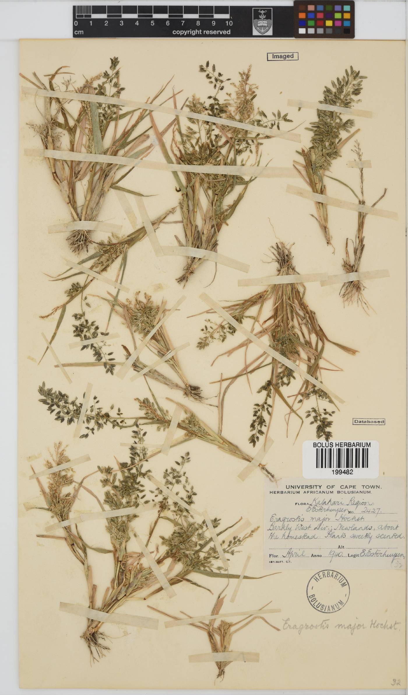 Eragrostis cilianensis image