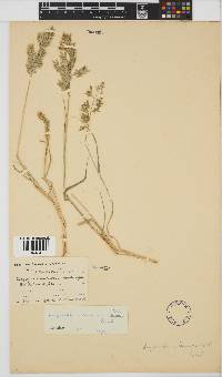 Eragrostis cilianensis image