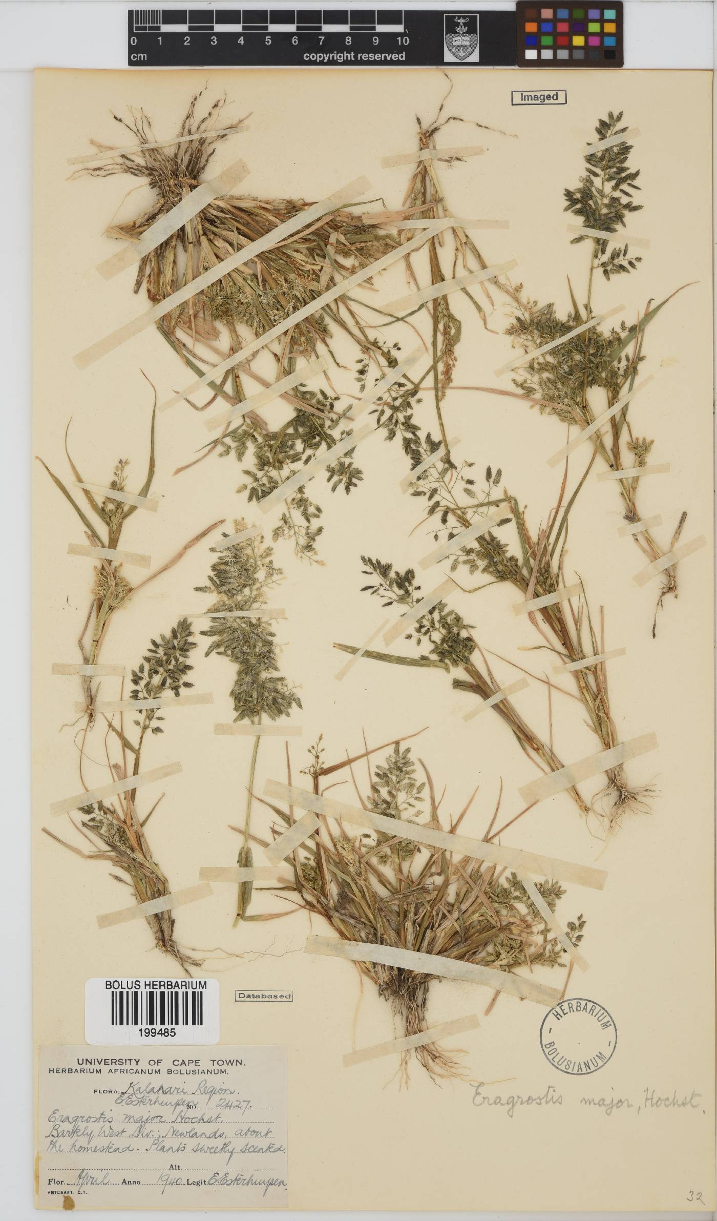 Eragrostis cilianensis image