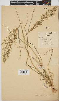 Eragrostis cilianensis image