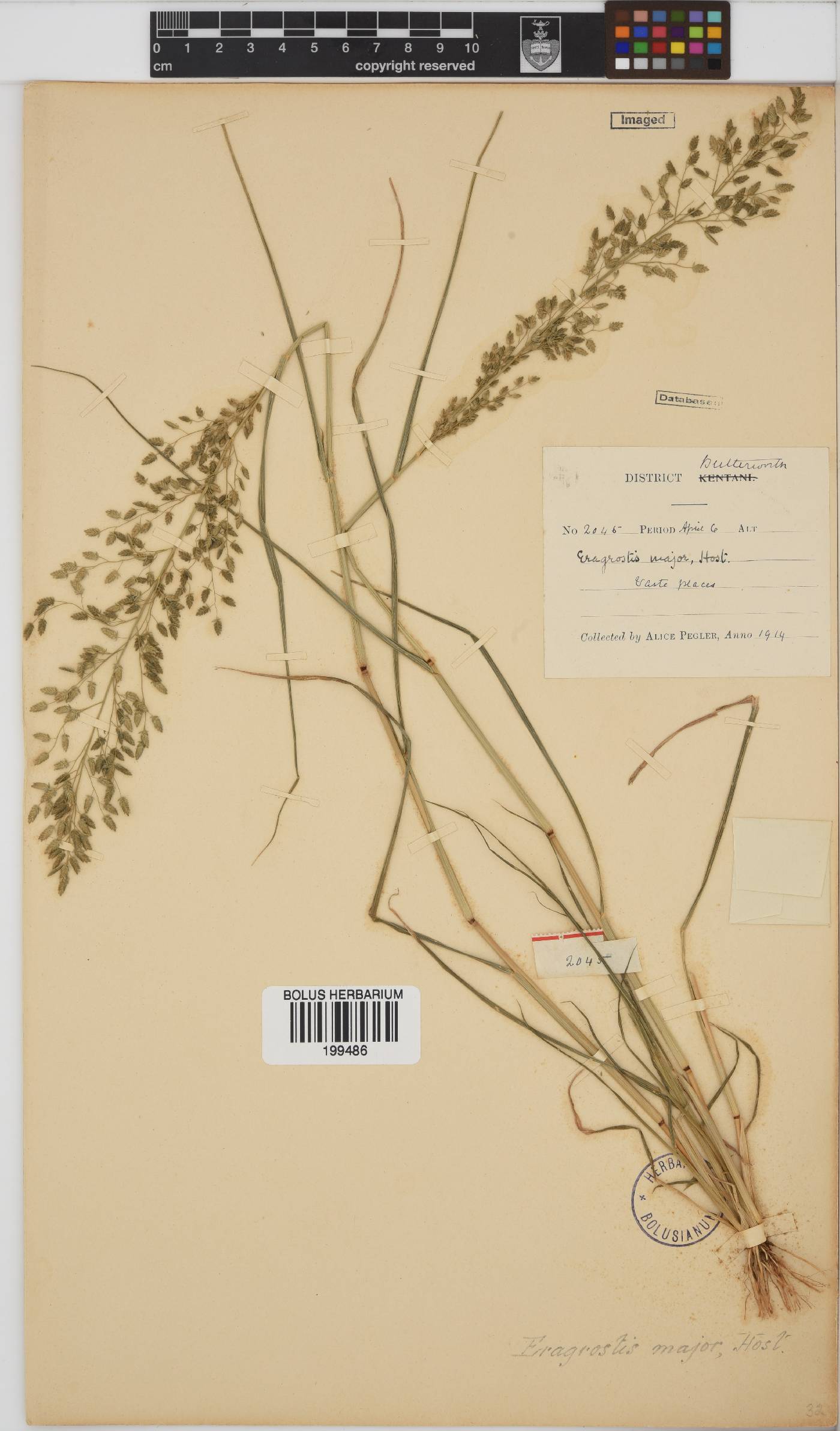 Eragrostis cilianensis image