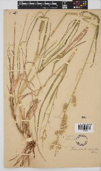 Eragrostis superba image