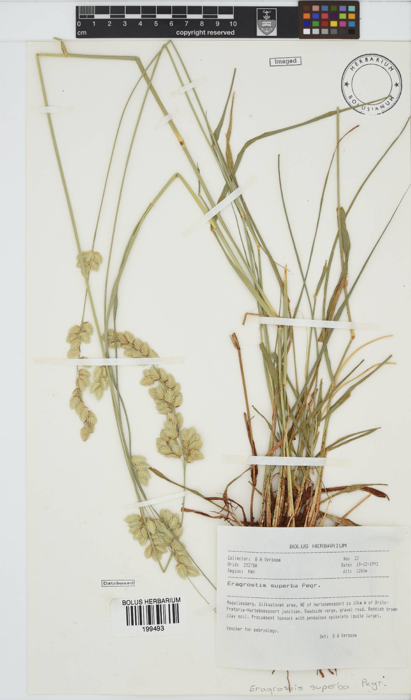 Eragrostis superba image