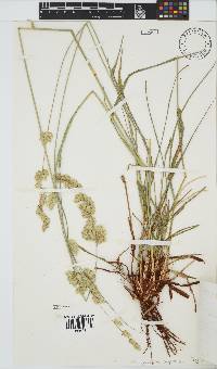 Eragrostis superba image