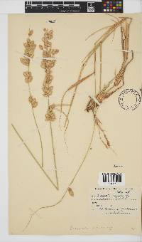 Eragrostis superba image