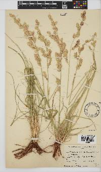 Eragrostis superba image