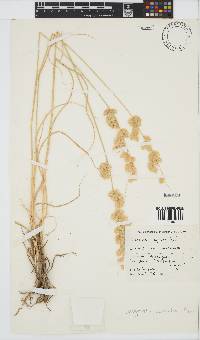 Eragrostis superba image