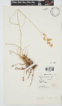 Eragrostis superba image