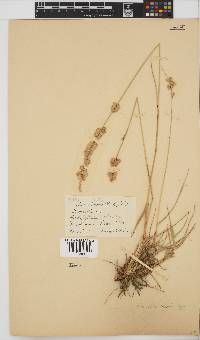 Eragrostis superba image