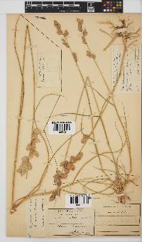 Eragrostis superba image