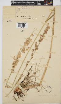 Eragrostis superba image