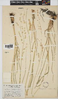 Eragrostis superba image