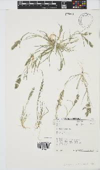 Eragrostis procumbens image