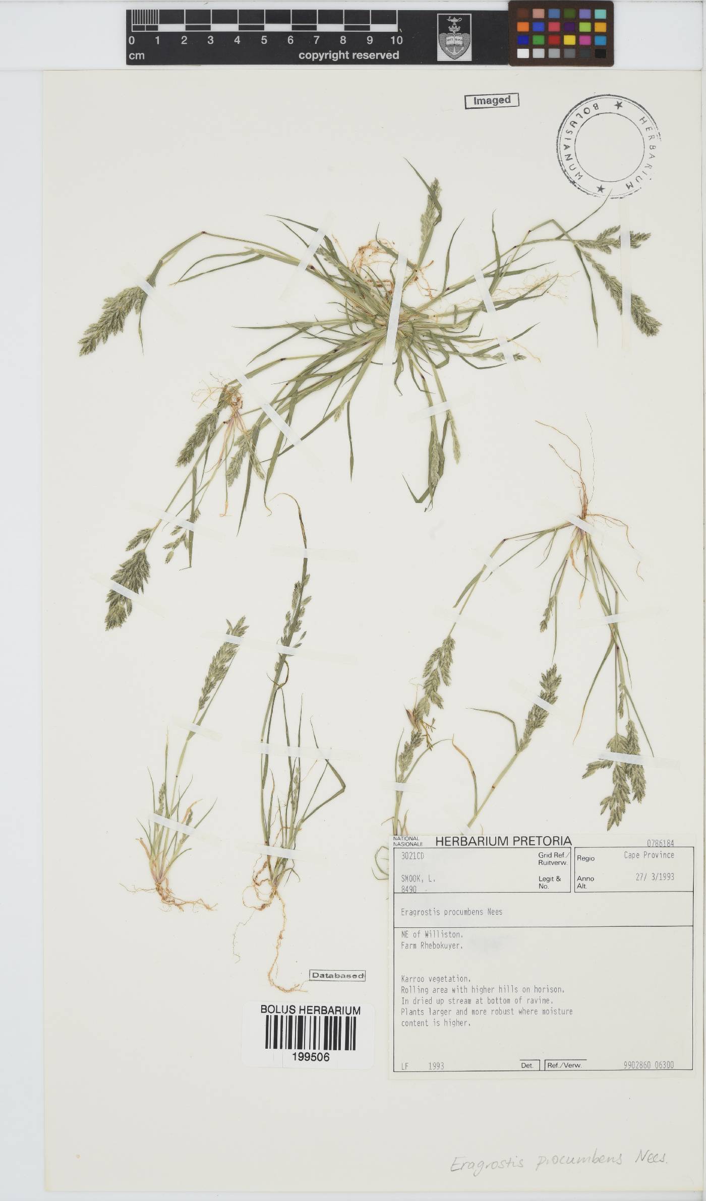 Eragrostis procumbens image