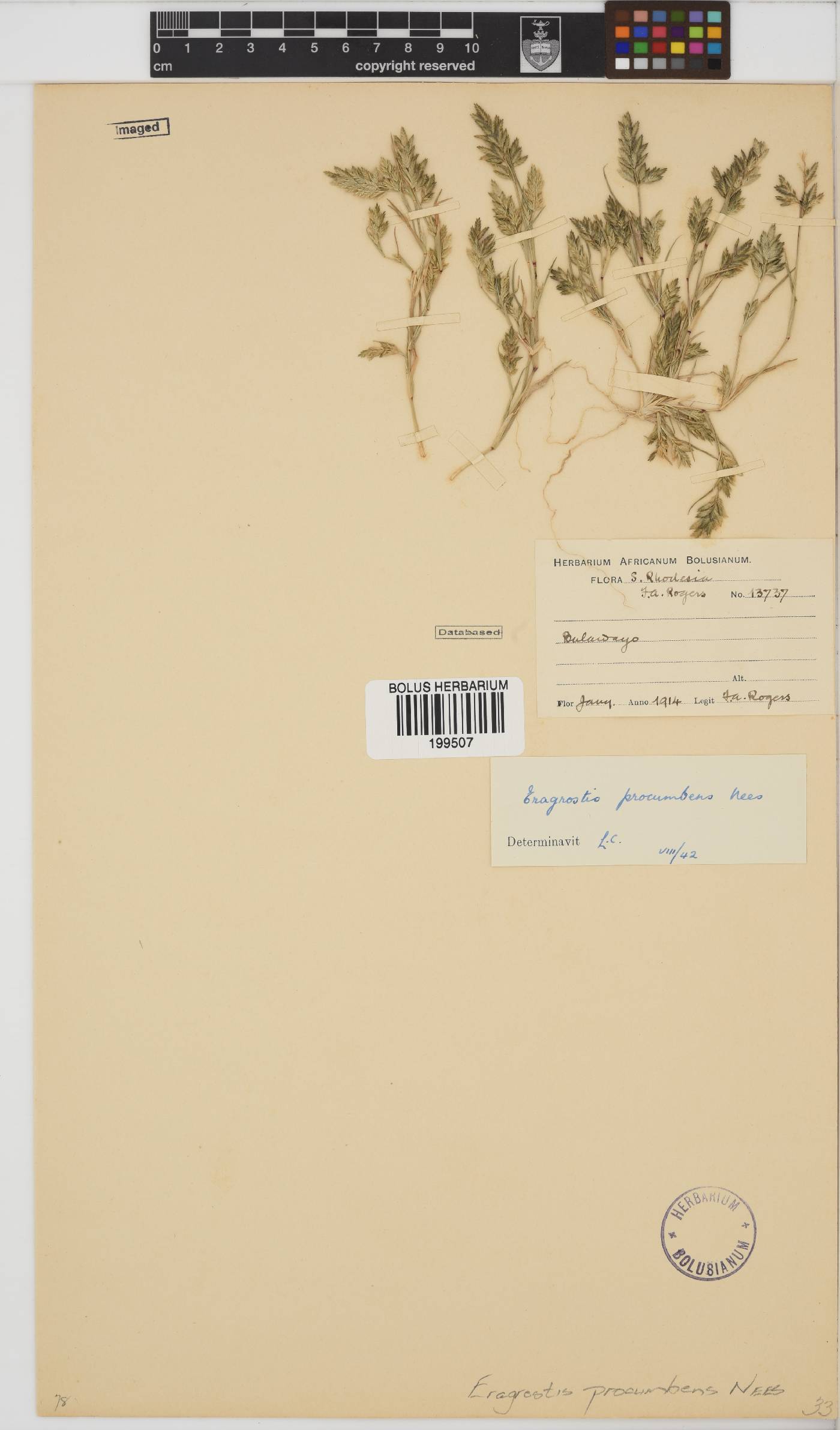 Eragrostis procumbens image